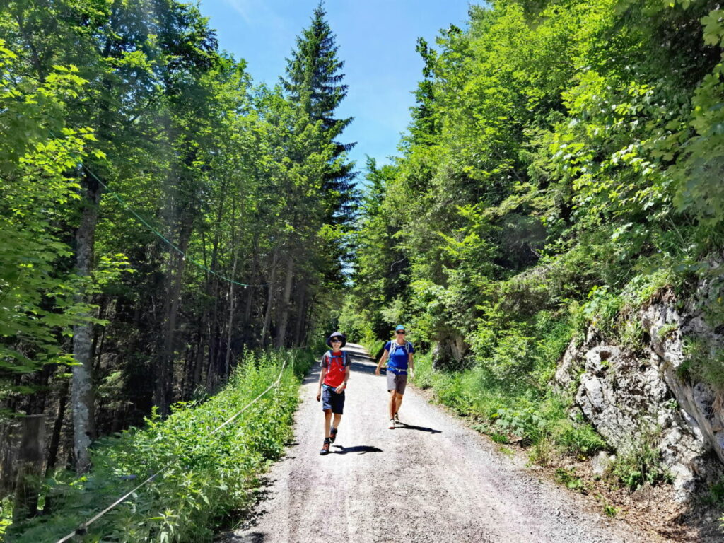 Brecherspitze wandern - vom Spitzingsattel entlang der Forststraße zur Oberen Firstalm