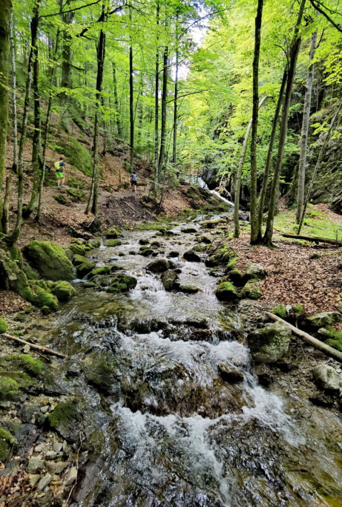 Wildromantische Waldlandschaft rund um die Josefsthaler Wasserfälle