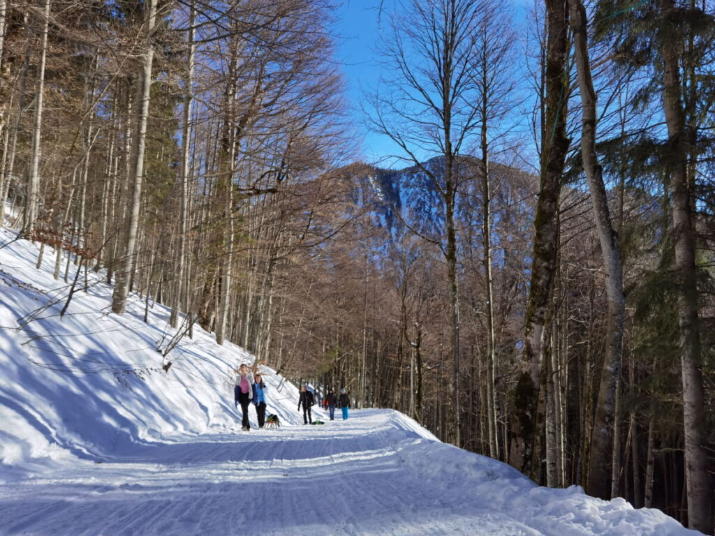 Der Aufstieg auf der Rotwandhaus Rodelbahn erfolgt unten durch den Wald